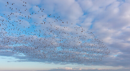 Fototapete - Beautiful large flock of starlings flying in the sky - The natural phenomenon 
