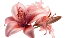 Pink Lily Flower Bouquet On White Background