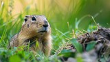 Fototapeta  - Russian grassland home of the Caucasian Gopher, also known as Spermophilus musicus.