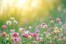 Pink Wildflowers In Meadow With Blurry Blank Copy Text Space In Background, Frame Template 