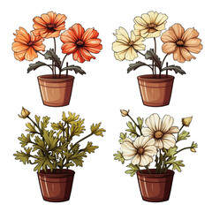 Wall Mural - Set of cosmos flowers in pots isolated on transparent background