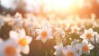 sunlight on Easter flowers, abstract blank blurred spring background, beauty in nature concept, copy space - generative ai