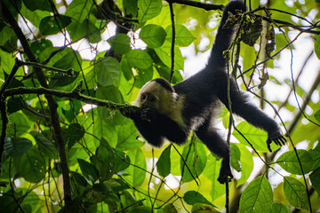 Wall Mural - Capuchin monkey hanging down from branch feeding on bark of a branch in Panama jungle