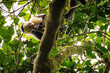 Capuchin monkey sitting on tree and chewing on branch in natural habitat jungle of Hornito in Panama