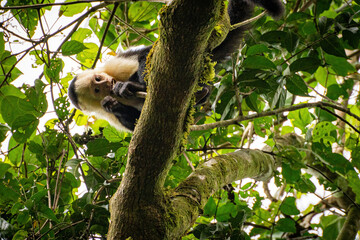 Wall Mural - Capuchin monkey sitting on tree and chewing on branch in natural habitat jungle of Hornito in Panama
