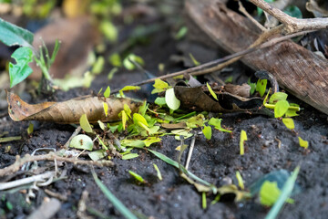 Wall Mural - Jammed street of leaf cutter ants as macro shot in natural panamanean habitat