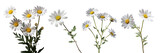 Collection of daisy flower branches isolated on transparent or white background