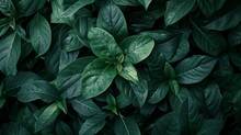 Dark Green Leaf Texture, Natural Green Leaves Using As Nature Background Wallpaper Or Tropical Leaf Cover Page