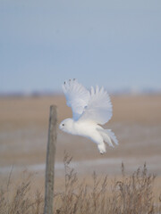 Wall Mural - Snowy Owl Winter