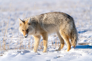 Naklejka na meble Prairie Coyote Canada