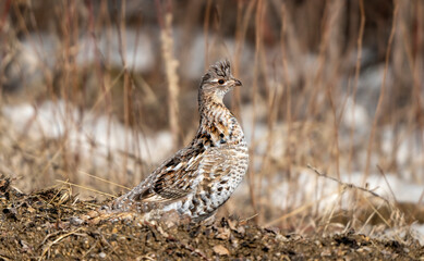 Wall Mural - Ruffed Grouse Saskatchewan