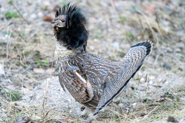 Sticker - Ruffed Grouse Saskatchewan