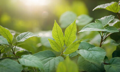 green tree leaves