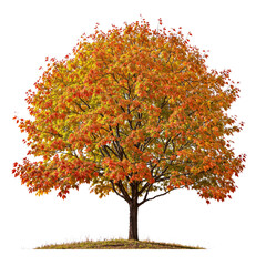 Wall Mural - png file autumn maple tree transparent background