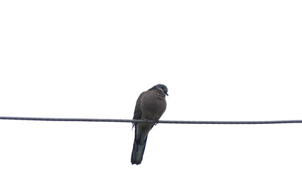 Dove perched on an electrical wire isolated on white background.