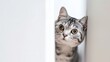 American shorthair cat peeking 4