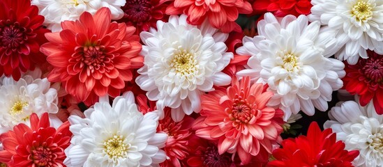 Canvas Print - Vibrant Red and White Chrysanthemum Blossoms in Colorful Harmony