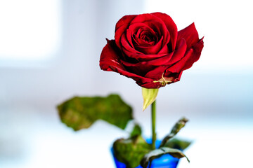 Wall Mural - a red rose on a light background in a blue vase