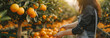 © S photographer - Caucasian farmer woman picks oranges on the orange tree in the garden.