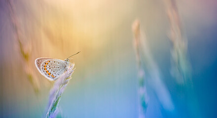 Wall Mural - beauty in nature. tranquil closeup of butterfly, soft morning sunlight pastel colors. peaceful brigh
