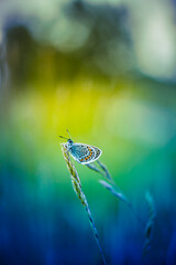 Wall Mural - beauty in nature. tranquil closeup of butterfly, soft morning sunlight pastel colors. peaceful brigh