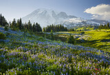 Fototapeta Natura - Vulkan Mt. Rainier von Mazama Ridge, Mt. Rainier National Park, Washington, USA