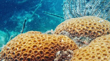 Wall Mural - Fish swim on the reef in Papua, Raja Ampat, Indonesia. Underwater view of the colourful reef and fish swimming in Misool, Raja Ampat