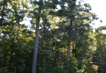 Lovely Spider Web Intricately Woven Outdoors
