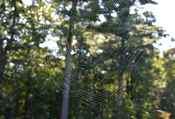 Close Up of a Woven Spider Web