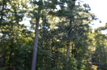 Full Woven Spider Web in the Summer