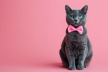 Cat With A Pink Bow Tie, Copy Space, Advertising, Poster