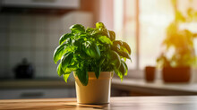 Green Basil Seedlings In A Ceramic Pot On The Kitchen Table. Bright Sunlight Illuminates Green Aromatic Plant. Concept Of Gardening, Growing Herbs. Harvest On The Windowsill. Close-up.