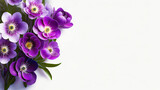 Fototapeta  - Fioletowe kwiaty na białym tle, puste miejsce na tekst