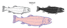 Hand Drawn Trout Fish Isolated On White Background. Set Cartoon Element In Outline, Monochrome And Color Version. Vector Illustration In Retro Vintage Engraving Style.