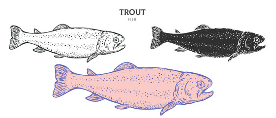 Wall Mural - Hand drawn trout fish isolated on white background. Set cartoon element in outline, monochrome and color version. Vector illustration in retro vintage engraving style.