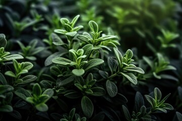 Poster - Close-up view of a bunch of green plants. Suitable for various applications