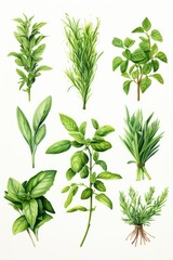 Wall Mural - A diverse collection of various types of herbs. Perfect for adding flavor and freshness to culinary dishes or for creating natural remedies.