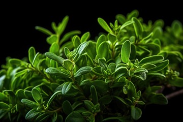 Aufkleber - A close-up view of vibrant green leaves on a plant. This image captures the natural beauty and detail of the leaves. Perfect for botanical projects or nature-themed designs