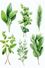 Poster - A vibrant collection of various types of herbs. Perfect for culinary, wellness, and natural medicine themes