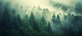 Fototapeta Las - Enchanting Forests shrouded in Mystical Mist - A Captivating Symphony of Trees, Mist, and Tranquility
