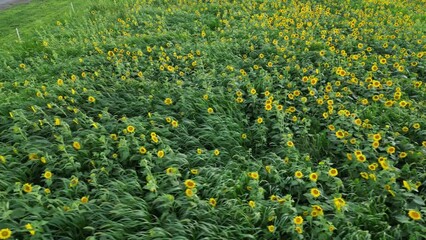 Wall Mural - field of sunflowers - maryland