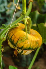 Poster - decorative pumpkin in the garden