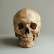 © Daniil - Human skull on a clean background. For commercial advertising and design