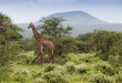 Żyrafy na afrykańskiej sawannie w Parku Narodowym Amboseli