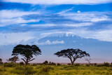 Fototapeta Sawanna - Kilimandżaro w świetle zachodzącego słońca