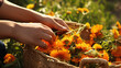 harvest of orange marigold blossoms - close up hands pick the blossoms up an take them in a basket