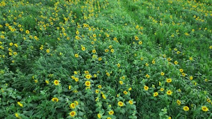 Wall Mural - field of sunflowers - maryland