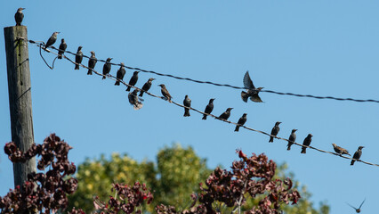 Poster - Flock of European Starling Perched and Resting on a Wire