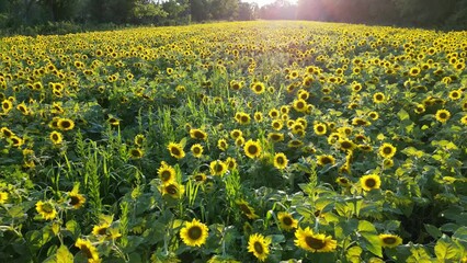 Wall Mural - field of sunflowers - maryland