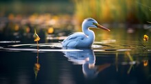 A Bird Is Enjoying A Swim In The Lake